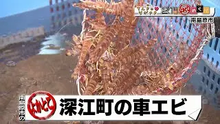 【てんきゅ♡ながさき】南島原市深江町の車エビ【トコサタ21市町よかとこめぐり】