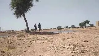 Demoiselle Cranes at Kheechan, Jodhpur, Rajasthan
