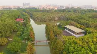 Egret sunset 黃昏下的白鷺 2025