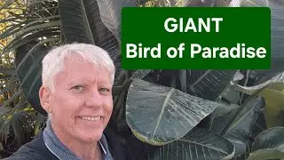 Giant Bird of Paradise - Strelitzia nicolai - landscaping and growing tips