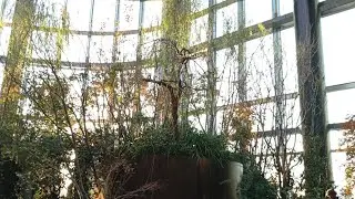 83歳YouTuberオミクロンの母がTAKANAWA GATEWAY CITYで撮影して来ました🧑&zwj;🎄(2025.12.17)