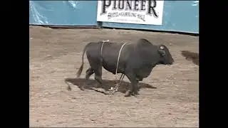 Jaron Nunnemaker vs True Grit - 00 PBR Laughlin (87.5 pts)