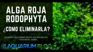 🚫 ALGA ROJA RODOPHYTA DE PELO CORTO.🚫  &iquest;COMO ELIMINARLA Y POR QUE APARECE?