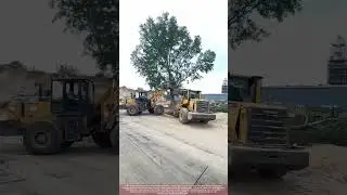 Why This Healthy Tree Falls So Easily