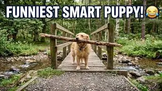 Dog Outsmarts Owner in Hilarious Fashion