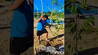 B&aacute;n farm Kh&aacute;nh Vĩnh Nha Trang gia 839 tr Lh sdt , zalo : 0905976175 Linh 
