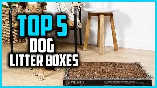 ✅Top 5 Best Dog Litter Boxes in 2025