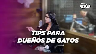 TIPS para amantes de GATOS por VIOLETA ISFEL | La Caminera