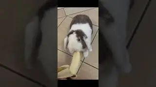 Binky Boo Bunny does binkies!