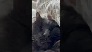 He always sleeps #cat #animal #sleep #cute #youtubeshorts