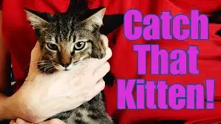 Catch That Kitten! Trapping & Taming Little Wild Amigo 😸