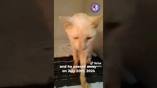 This adorable cat is Rocky