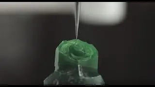 Roses de Raims
