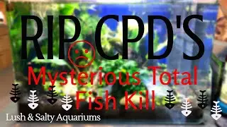 Fish die after water change - What happened?!?!