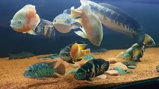 Peixes que voam !!!