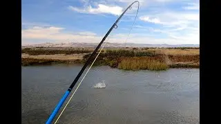 Striper Fly Fishing California Delta - Free Form Fly Fisher
