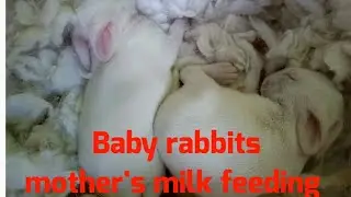 Baby rabbits mother's milk feeding ll