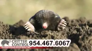 Wildlife animal control fort lauderdale fl 954-467-6067 - Critter Control