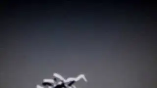 man eats live pigeon