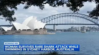Woman seriously injured after shark attack in Sydney Harbor