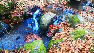 Beautiful Forest Stream Relaxing River Sounds. Nature Sounds, Flowing Water and Forest Birds Singing