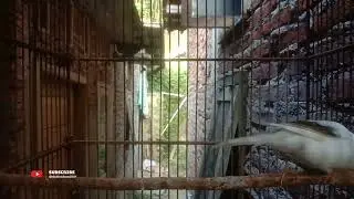 Kicau burung kenari terbaik memancing kenari bisu