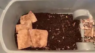 Feeding the ANC bin. Finally a worm ball.