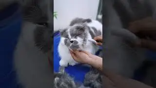 The Most Comfortable Deshedding Tool for Sensitive Cats 💆&zwj;♀️