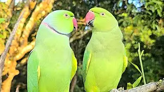 Ringneck Parrot | Parrot