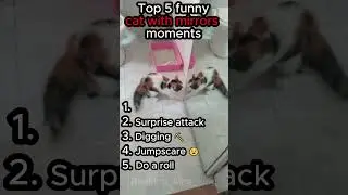 Top 5 funny cat with mirrors moments 🤣