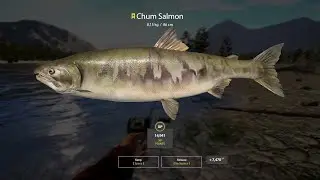 Trophy Chum Salmon 8,15kg | Yama River