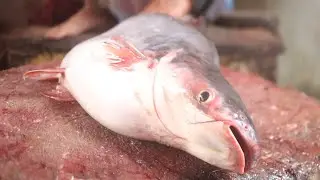 Watch This Fantastic Fish Cutting Skill | Amazing Fish Cutting Video