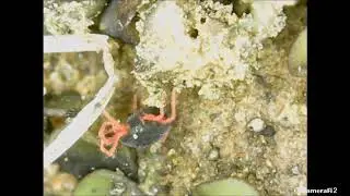 Winter grain mite (Penthaleus major)