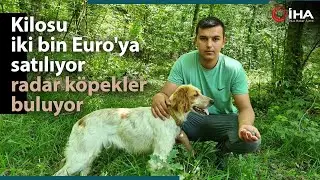 Kilosu İki Bin Euro'ya Satılan Trüf Mantarını Radar Köpekler Buluyor