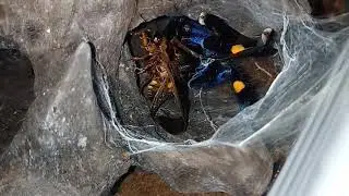 P met feeding dubia