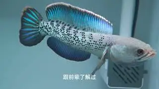 这一期推荐一些中型雷龙鱼