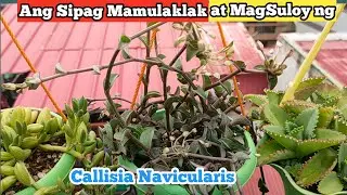 SUCCULENT CALLISIA NAVICULARIS PROPAGATION
