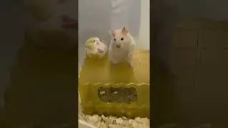 Adorable Moments with My Pet Golden Hamster! 🐻🐹💕 #CuteAndCuddly #DailyRodentLove...