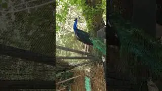 Green Java Peacock&rsquo;s Powerful Voice in Wild 🌿🦚 #shorts #wildlife