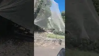 lechi tree security in Mauritius