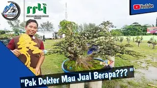 Bonsai Loa Juara Pesona Bonsai Dayan Gunung PPBI Cabang KLU.
