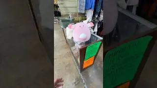 Polowanie na pchli targ w Arkansa