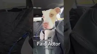 Dog lovers need this! URPOWER carseat cover   #dog #dogshorts