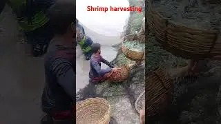 Shrimp harvesting                 #fishing #seafood #bigfish