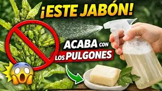 Este Jab&oacute;n Acaba con los Pulgones en D&iacute;as (M&eacute;todo Natural) #pulgones #jabonpotasico