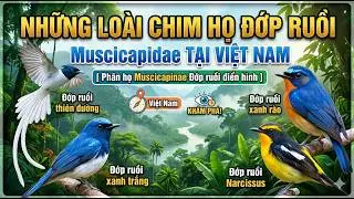 NHỮNG LOÀI CHIM HỌ ĐỚP RUỒI Muscicapidae TẠI VIỆT NAM  [ Phân họ Muscicapinae Đớp ruồi điển hình ]