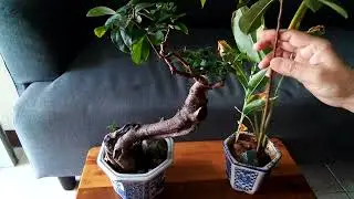 Bonsai mustam & sirsak #bonsai #bonsaitree #bonsaimustam #bonsaibuah #malaysia #vietnam #thailand