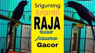 SRIGUNTING krantil raja ras Jawa gacoooor
