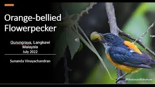 Orange bellied Flowerpecker