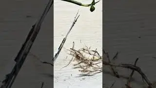 Being mean to a Mangrove tree (as an experiment)